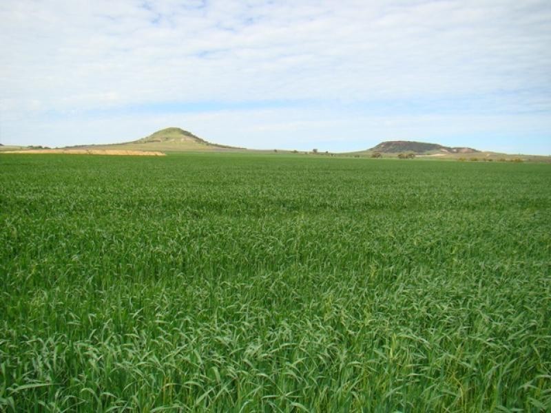 Moonyoonooka WA 6532