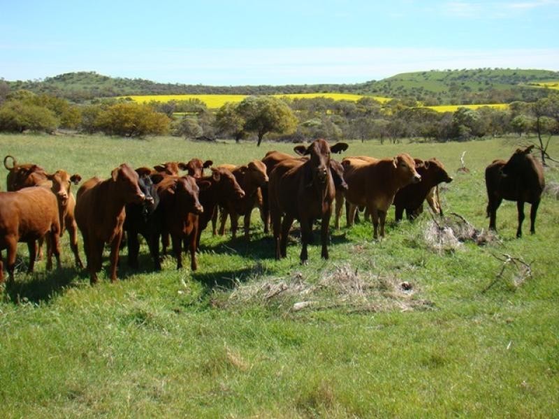 Moonyoonooka WA 6532