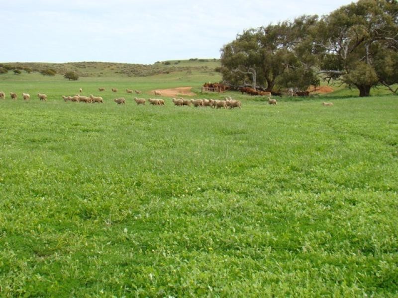 Moonyoonooka WA 6532