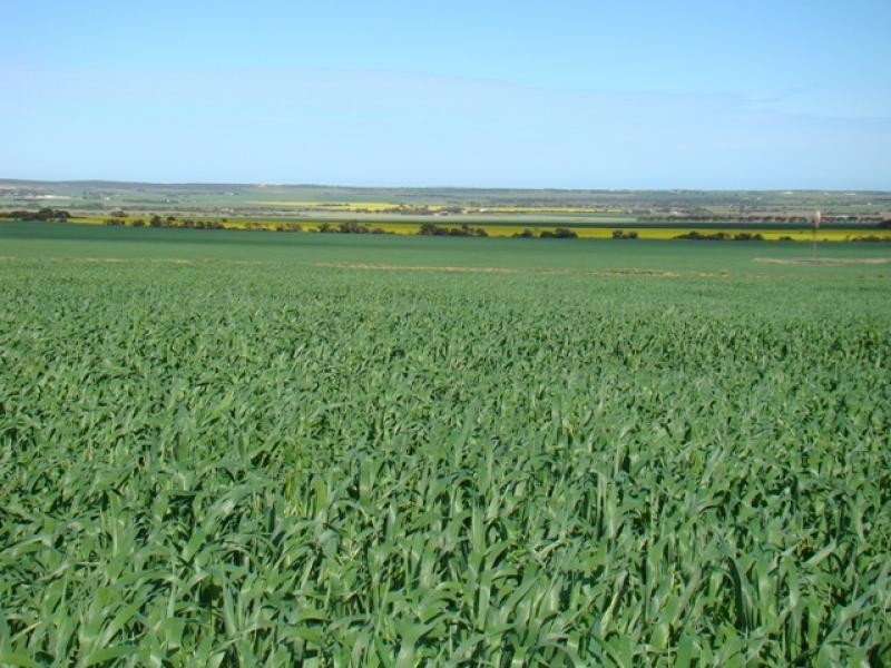 Moonyoonooka WA 6532