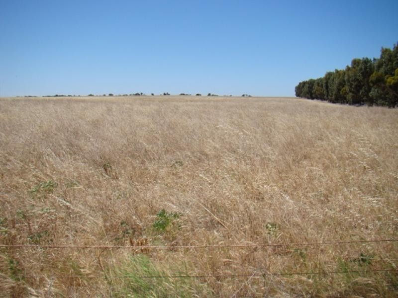 Lot 128/ Wye Farm Road, Yardarino WA 6525