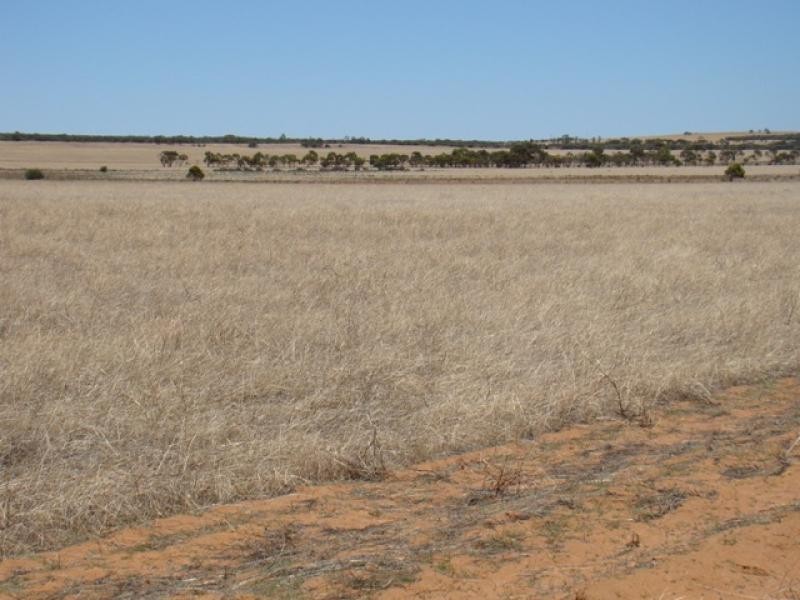 376 Tardun-Pindar Road, Tardun WA 6628