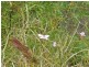 2 Deldillia Follow, Serpentine WA 6125