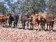 Birnam QLD 4352