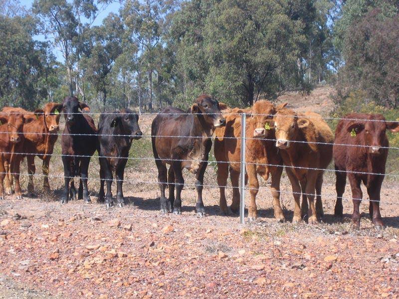 Birnam QLD 4352