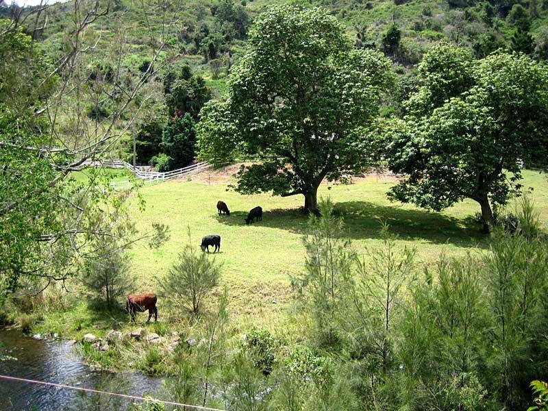 491 ILLINBAH ROAD, Illinbah QLD 4275