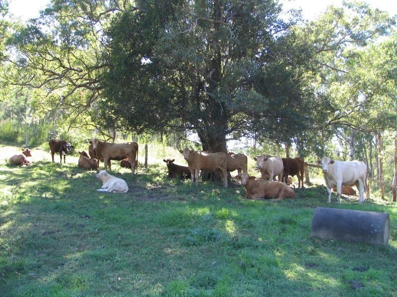 68 DOUBLE CROSSING ROAD, Canungra QLD 4275