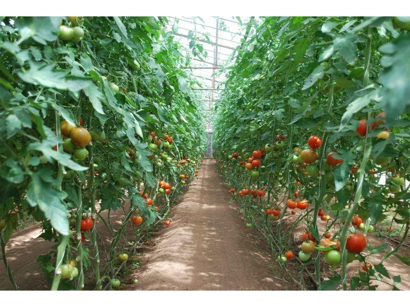 305 Lyell Highway, Granton TAS 7030