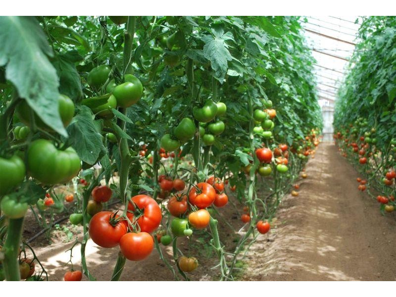 305 Lyell Highway, Granton TAS 7030