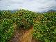 Mutarnee QLD 4816