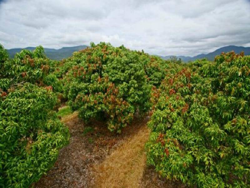 Belgian Gardens QLD 4810