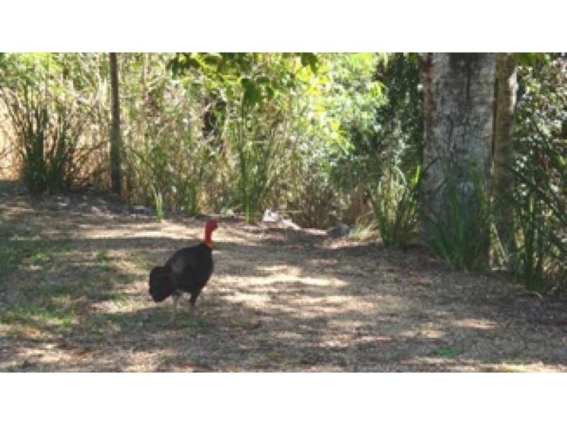 3 LENNOX CRESCENT, Paluma QLD 4816