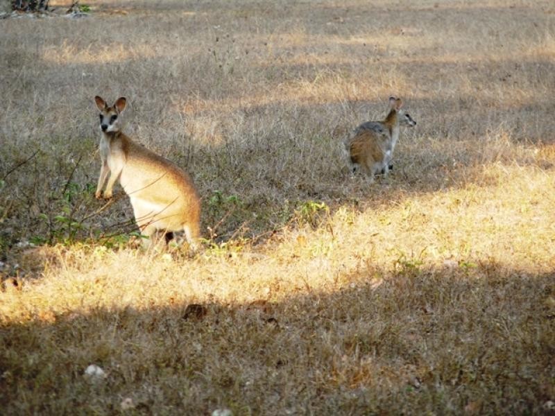 78 HAMMOND WAY, Kelso QLD 4815