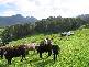 160 LOWANA ROAD, Gunns Plains TAS 7315