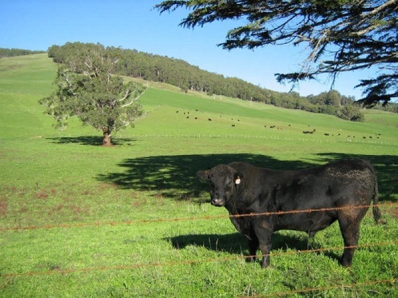 1139 GUNNS PLAINS ROAD, Gunns Plains TAS 7315