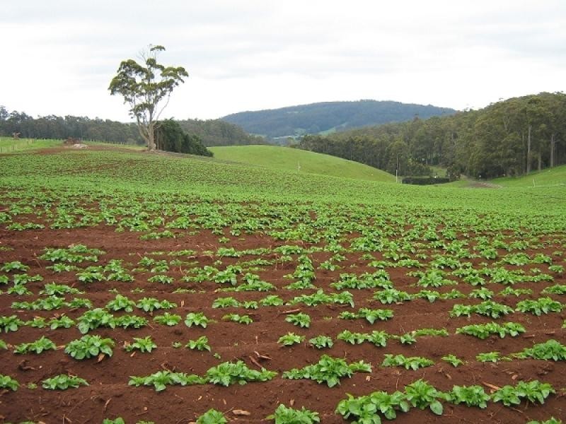 0 Melrose Road and Buster Road, Melrose TAS 7310