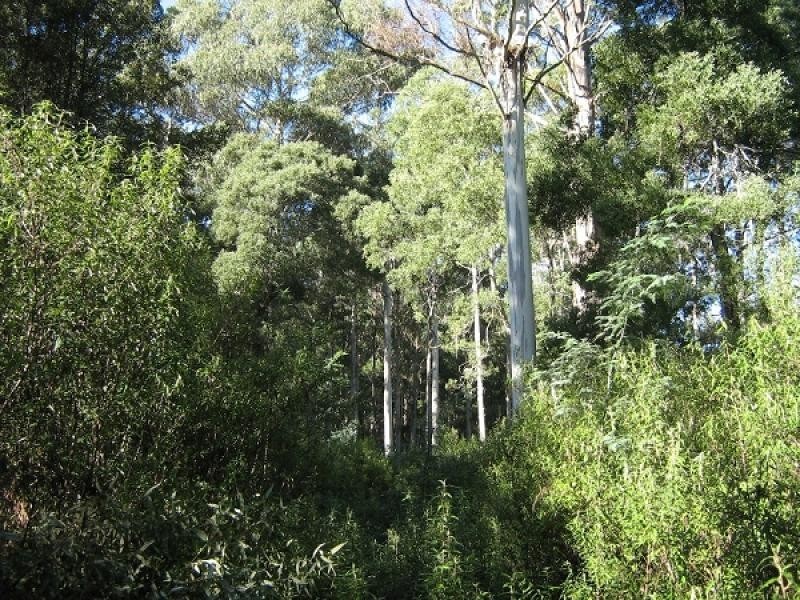 HARVEYS ROAD, North Motton TAS 7315