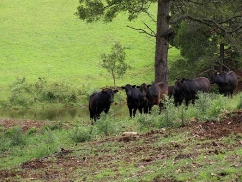 423 Upper Natone Road, Natone TAS 7321