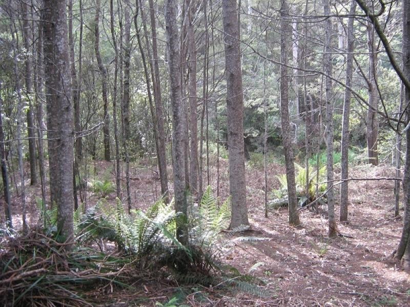 Gunns Plains TAS 7315