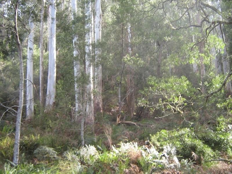Gunns Plains TAS 7315