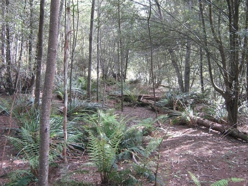 Gunns Plains TAS 7315