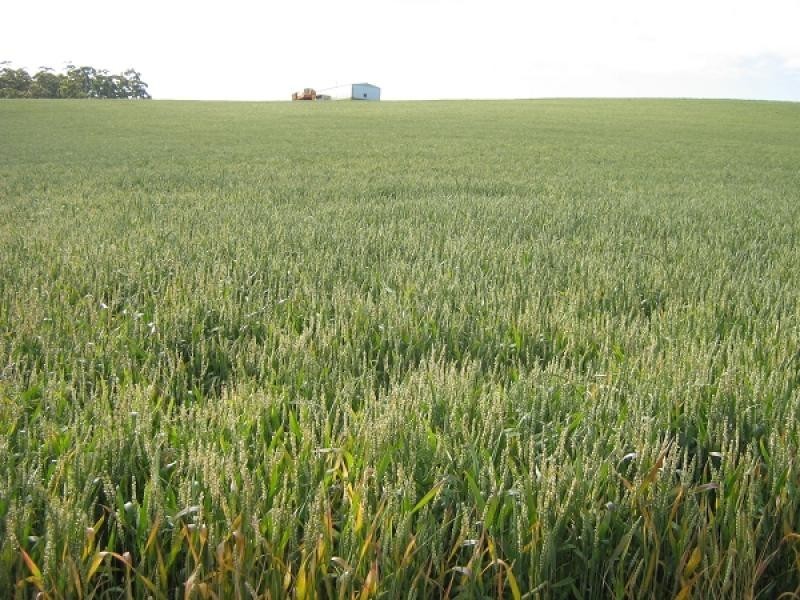 879 Castra Road, Spalford TAS 7315