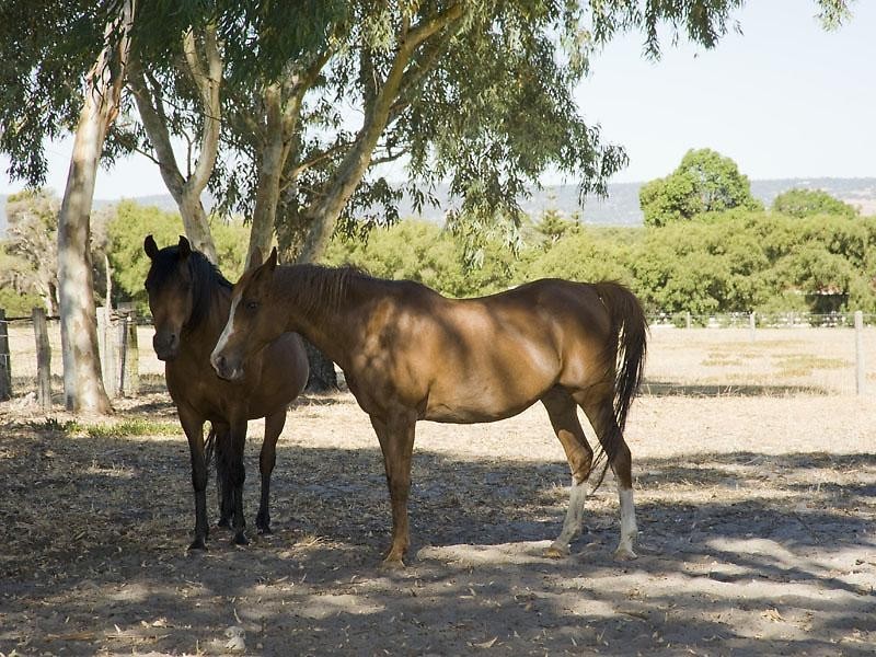 550 Gossage Road, Oldbury WA 6121