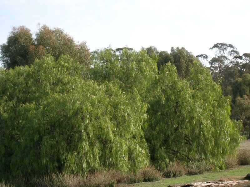 St Arnaud VIC 3478