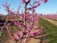 148 COTTMAN RD, Swan Hill VIC 3585