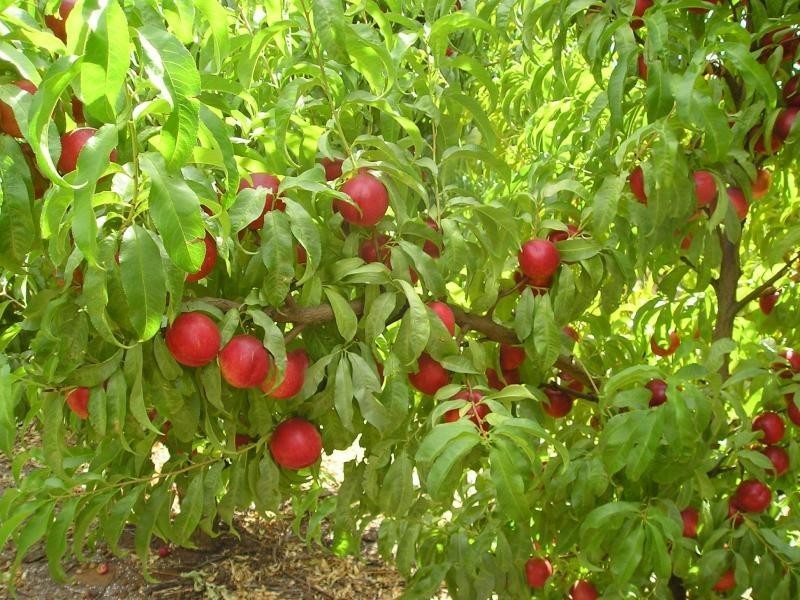 432 Cumnock Road, Tresco West VIC 3584