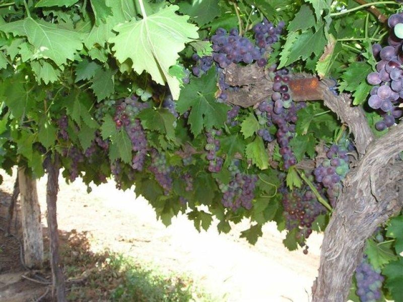 432 Cumnock Road, Tresco West VIC 3584