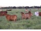 763 Wyuna Road, Emerald QLD 4720