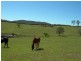 Cobargo NSW 2550