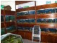 147 Auckland St, Bega NSW 2550