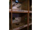 147 Auckland St, Bega NSW 2550