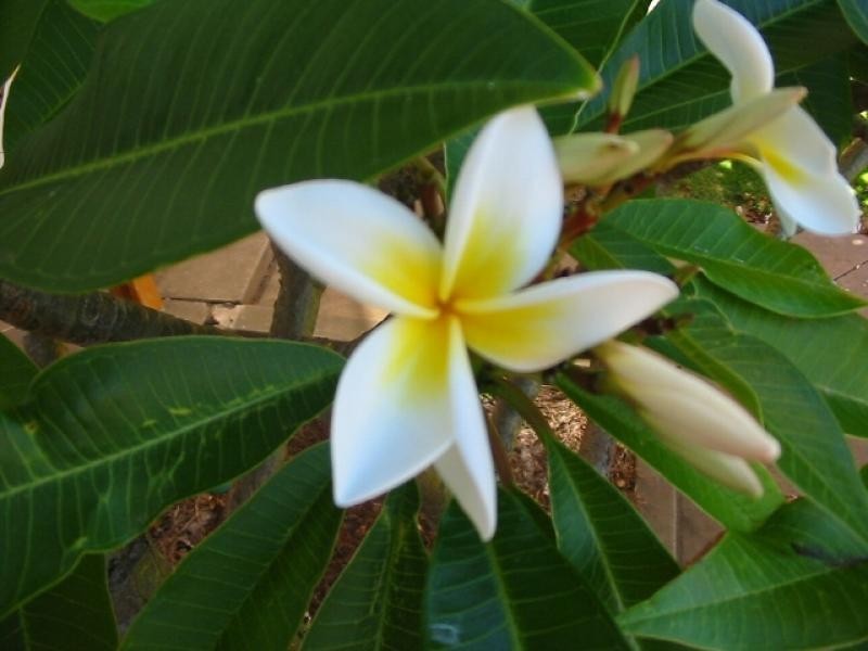 6 Pacific Street, Tathra NSW 2550