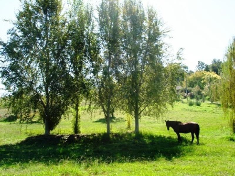 42 PANBULA ST, Candelo NSW 2550