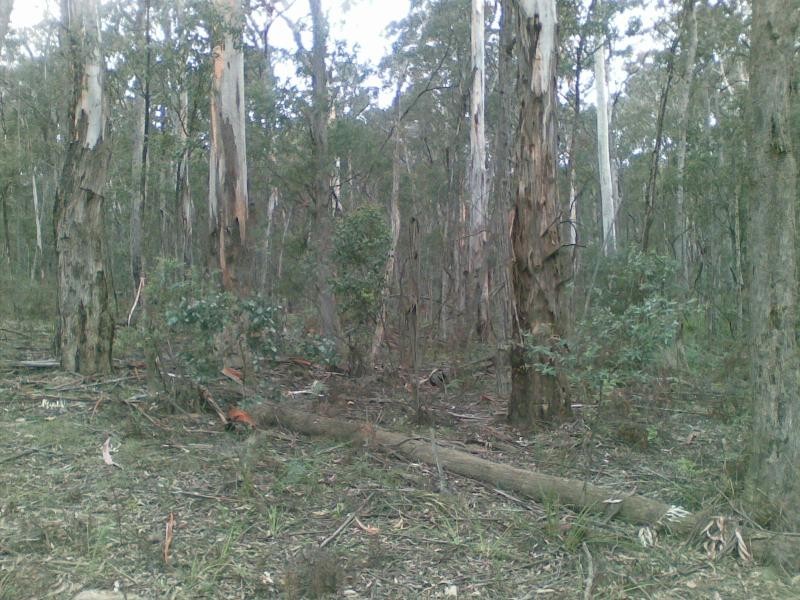 Lot 939/ Burragate Road, Wyndham NSW 2550