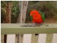 278 Trees Road, Tallebudgera QLD 4228