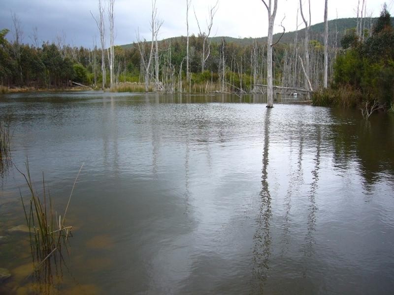 33152 Tasman Highway, Legerwood TAS 7263