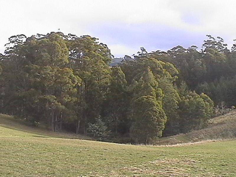 . CAMENA ROAD, West Pine TAS 7316