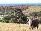 95 WHITE HILLS ROAD, Penguin TAS 7316