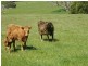 1431 Murchison Highway, Yolla TAS 7325