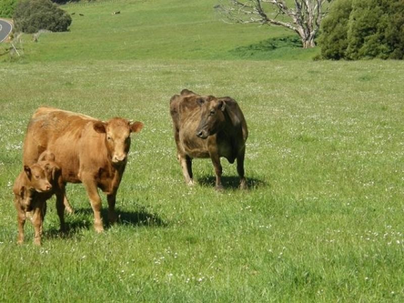 1431 Murchison Highway, Yolla TAS 7325