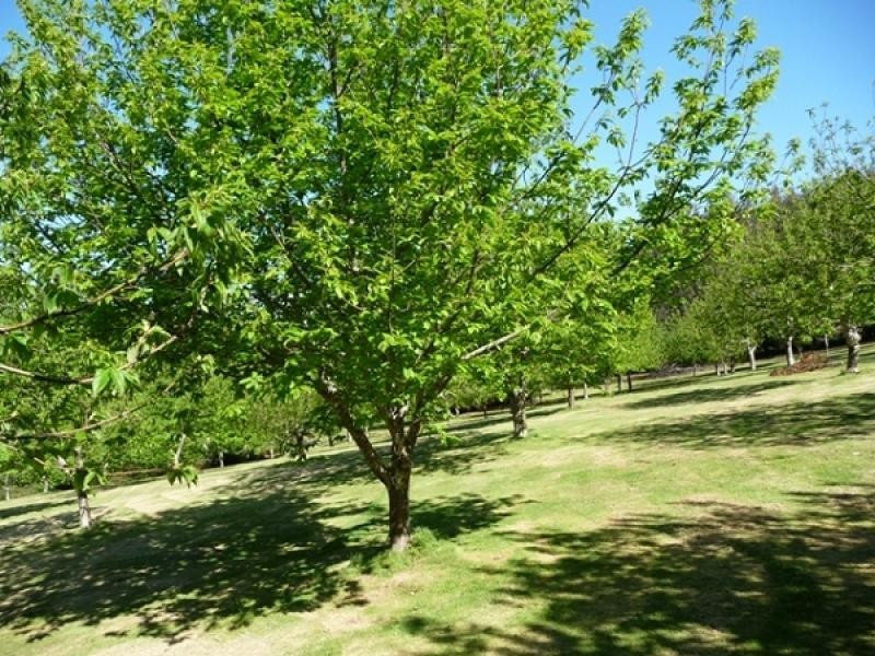 2045 Preolenna Road, Preolenna TAS 7325