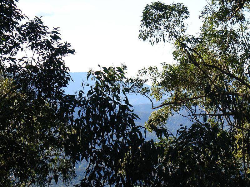 723 ROWLANDS CREEK ROAD, Uki NSW 2484