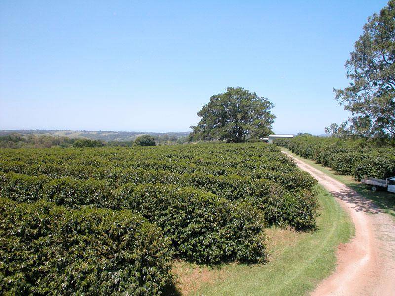 330 FEDERAL DRIVE, Federal NSW 2480