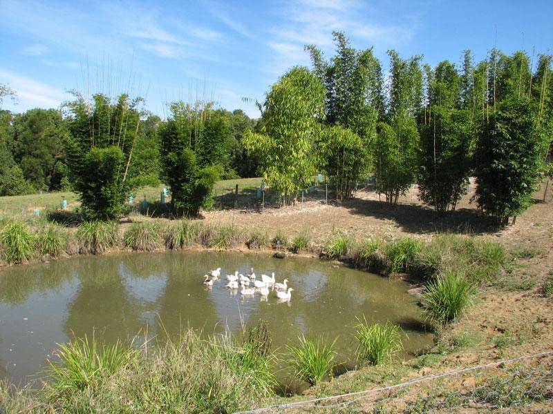 453 TUNTABLE CREEK ROAD, The Channon NSW 2480