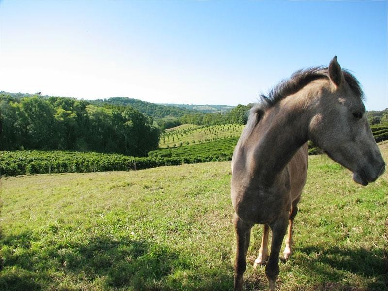 96 REPENTANCE CREEK ROAD, Rosebank NSW 2480