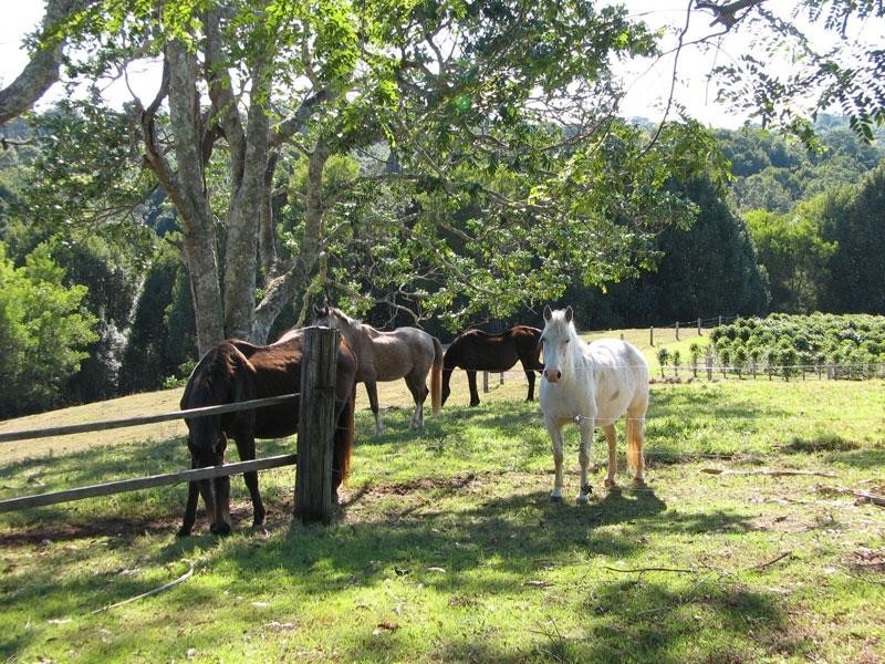 96 REPENTANCE CREEK ROAD, Rosebank NSW 2480